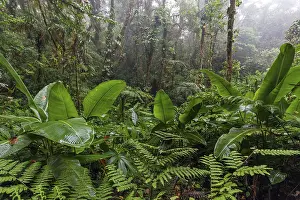Cloud Forest Vegetation Drucke: Dense vegetation in cloud forest