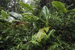 Cloud Forest Vegetation Drucke: Dense vegetation in cloud forest