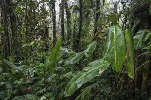 Cloud Forest Vegetation Drucke: Dense vegetation in cloud forest