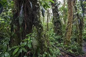 Cloud Forest Vegetation Drucke: Dense vegetation in cloud forest
