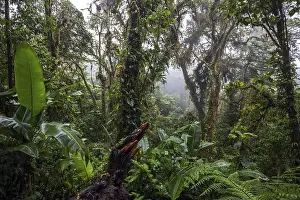 South American Wilderness Drucke: Dense vegetation in cloud forest