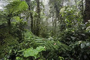 Cloud Forest Vegetation Drucke: Dense vegetation in cloud forest