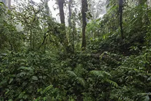 South American Rainforest Landscape Drucke: Dense vegetation in cloud forest