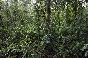 Uninhabited Cloud Forest Landscapes Drucke: Dense vegetation in cloud forest