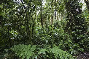 Central America Wilderness Area Drucke: Dense vegetation in cloud forest