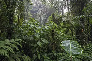 Dense Tropical Vegetation Drucke: Dense vegetation in cloud forest