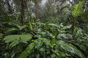Central America Wilderness Area Drucke: Dense vegetation in cloud forest