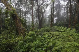 Central America Wilderness Area Drucke: Dense vegetation in cloud forest