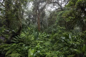 Cloud Forest Vegetation Drucke: Dense vegetation in cloud forest