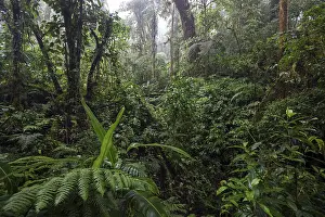 South American Wilderness Drucke: Dense vegetation in cloud forest