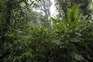 Costa Rica Jungle Scene Drucke: Dense vegetation in cloud forest