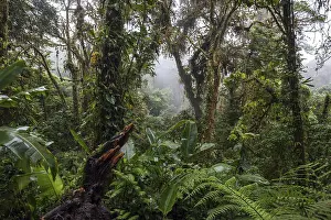Cloud Forest Vegetation Drucke: Dense vegetation in cloud forest