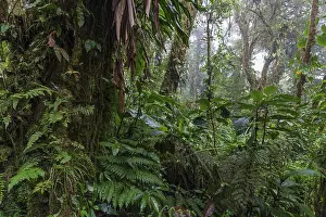 South American Wilderness Drucke: Dense vegetation in cloud forest