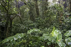 South American Rainforest Scenery Drucke: Dense vegetation in cloud forest