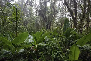 Central America Wilderness Area Drucke: Dense vegetation in cloud forest