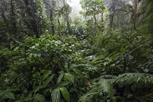 South American Wilderness Drucke: Dense vegetation in cloud forest