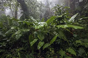South American Rainforest Landscape Drucke: Dense vegetation in cloud forest