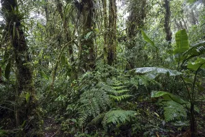 South American Wilderness Drucke: Dense vegetation in cloud forest