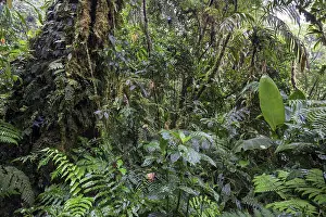 Cloud Forest Drucke: Dense vegetation in cloud forest
