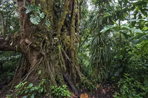 South American Wilderness Drucke: Dense vegetation in cloud forest