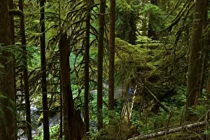 Olympic National Park Rainforest Drucke: Dense vegetation and footpath through the rainforest