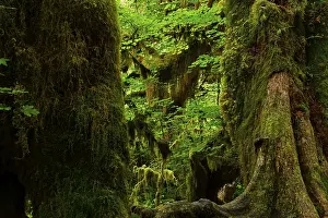 Olympic National Park USA Drucke: Dense vegetation in the rainforest