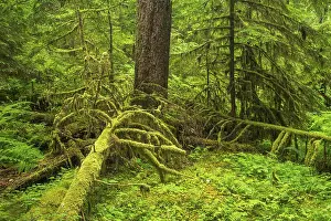 Rainforest Vegetation Drucke: Dense vegetation in the rainforest
