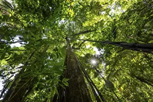 Low Angle View Drucke: Dense vegetation in the tropical rainforest