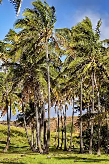 South American Nature Drucke: Densely standing palm trees with light clouds in the background