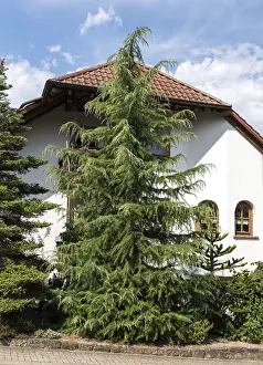 Coniferous Tree Species Drucke: Deodar cedar (Cedrus deodara)