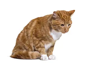 Frustrated Facial Expression Drucke: Depressive Ginger cat looking down, isolated
