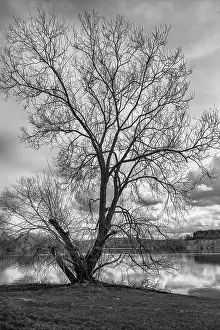Lake Landscape Photography Drucke: Der Baum am See