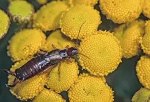Wildlife Insects Drucke: Dermaptera spec. forficulidae