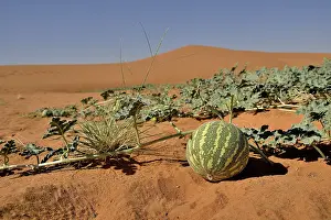 Travel Photography Desert Scenes Drucke: Desert melon in front of a dune