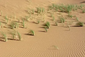 Maghrib Desert Scenes Drucke: Desert in morocco