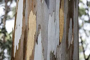 Nature Photography Australia Drucke: Detail, bark of eucalyptus tree (Eucalyptus)