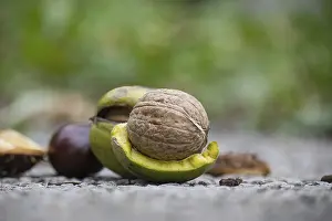 Bilder Datiert 3. Oktober 2024: Detaillierte Abbildung von verschiedenen Nüssen und Samen
