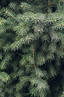 Dense Foliage Drucke: Detailed image capturing the dense