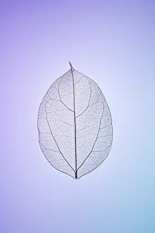 Leaf Skeleton Drucke: A detailed image showcasing a single leaf skeleton against a soft