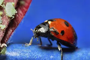 Drucke von Ein Blick in die Welt der Natur: Eine Ladybeetin auf blauer Oberfläche, umgeben von grünen Blattläusen Marienkäfer Drucke: Ein Ladybug auf blauer Oberfläche, umgeben von grünen Blattläusen