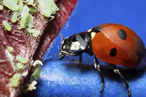 Drucke von Ein Juwel der Natur: Ein Ladybug thront auf einem Blatt, umgeben von kleinen Aphiden und präsentiert uns die atemberaubende Schönheit und Farbenpracht des Lebens Marienkäfer Drucke: Ein Ladybug auf einer Blatt, umgeben von kleinen Ameisenlösen