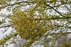 Peenetal Nature Park Germany Drucke: Detailed view of mistletoe in a tree during spring