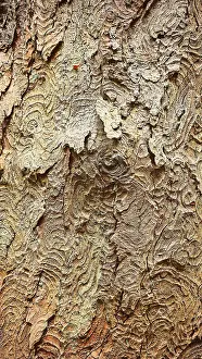 Thuringian Forest Nature Park Drucke: Detailed view of structured tree bark with complex patterns and earth tones