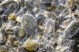 Austria Winter Scene Drucke: Details, shapes and structures of ice