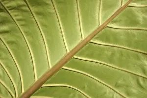Close Up Leaf Drucke: Details of the structure of a leaf