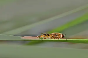 Flying Insect Photography Drucke: Determination without confirmation