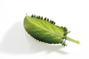 Alligator Drucke: Kalanchoe daigremontiana
