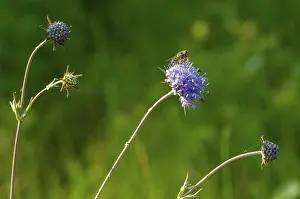 Dipsacaceae Family Drucke: Devil's-bit, Devil's-bit scabious