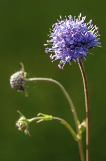 High Resolution Plant Images Drucke: Devil's-bit, Devil's-bit scabious