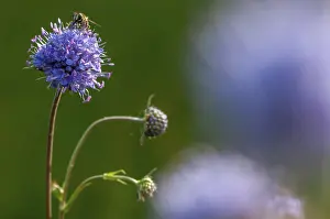 Dipsacaceae Family Drucke: Devil's-bit, Devil's-bit scabious